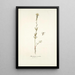 Antirrhinum versicolor - Nikolaus Joseph Freiherr von Jacquin — framed artwork on a wall