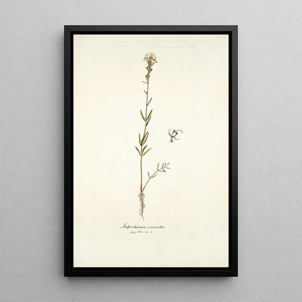 Antirrhinum versicolor - Nikolaus Joseph Freiherr von Jacquin — framed artwork on a wall