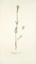 Antirrhinum versicolor - Nikolaus Joseph Freiherr von Jacquin — artwork view
