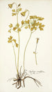Aquilegia viridiflora - Nikolaus Joseph Freiherr von Jacquin — artwork view