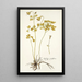 Aquilegia viridiflora - Nikolaus Joseph Freiherr von Jacquin — framed artwork on a wall
