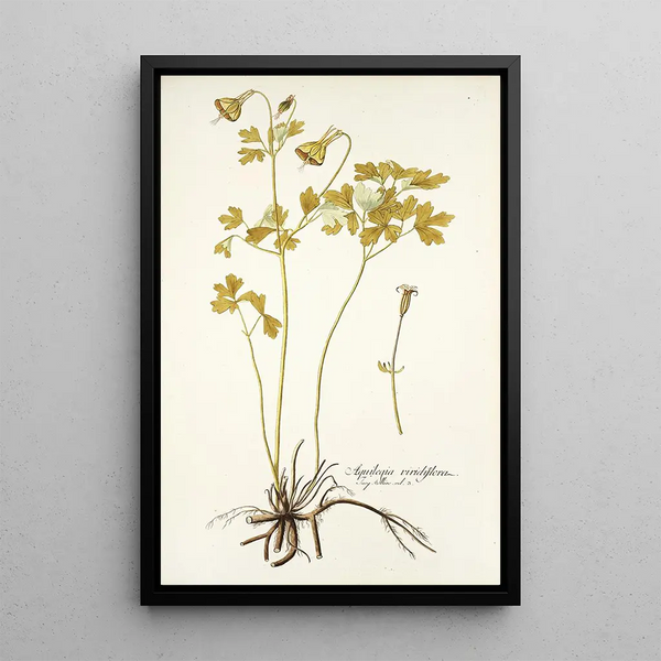 Aquilegia viridiflora - Nikolaus Joseph Freiherr von Jacquin — framed artwork on a wall