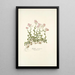 Arabis ovirensis - Nikolaus Joseph Freiherr von Jacquin — framed artwork on a wall