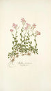 Arabis ovirensis - Nikolaus Joseph Freiherr von Jacquin — artwork view