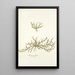 Arenaria biflora - Nikolaus Joseph Freiherr von Jacquin — framed artwork on a wall
