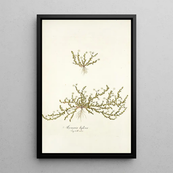 Arenaria biflora - Nikolaus Joseph Freiherr von Jacquin — framed artwork on a wall