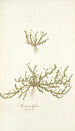 Arenaria biflora - Nikolaus Joseph Freiherr von Jacquin — artwork view