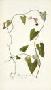 Aristolochia barbata - Nikolaus Joseph Freiherr von Jacquin — artwork view