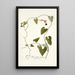 Aristolochia barbata - Nikolaus Joseph Freiherr von Jacquin — framed artwork on a wall