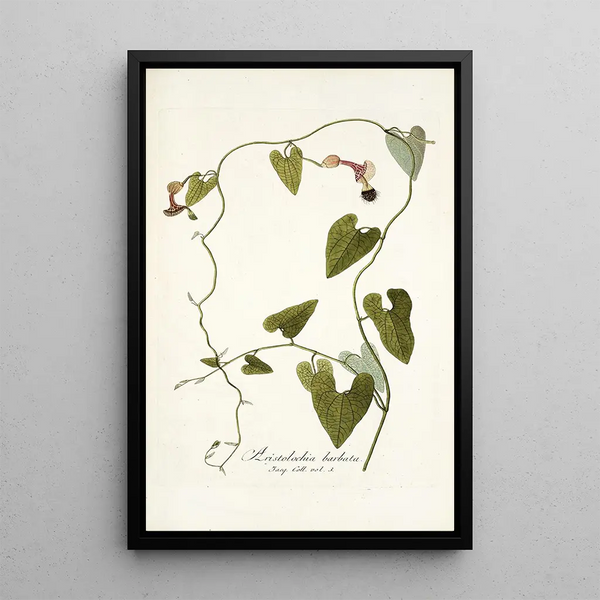 Aristolochia barbata - Nikolaus Joseph Freiherr von Jacquin — framed artwork on a wall