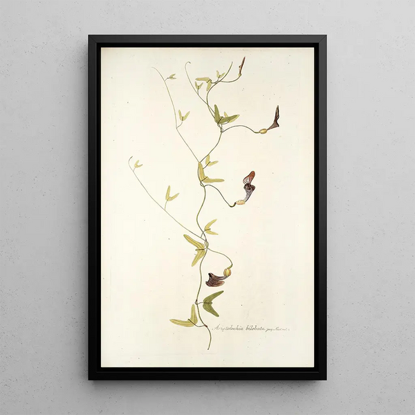 Aristolochia bilobata - Nikolaus Joseph Freiherr von Jacquin — framed artwork on a wall