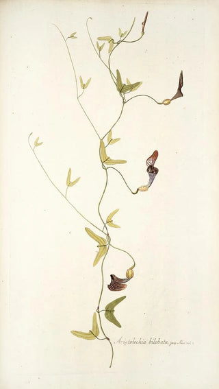 Nikolaus Joseph Freiherr von Jacquin - Aristolochia bilobata.webp