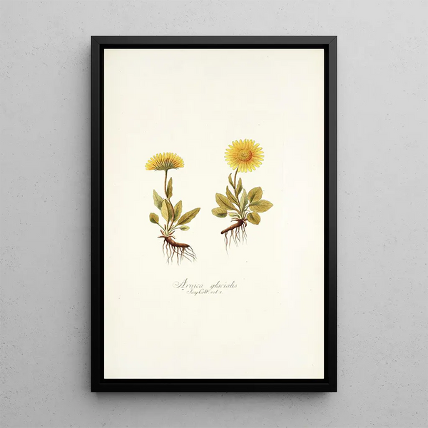 Arnica glacialis - Nikolaus Joseph Freiherr von Jacquin — framed artwork on a wall