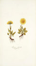 Arnica glacialis - Nikolaus Joseph Freiherr von Jacquin — artwork view