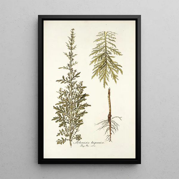 Artemisia hispanica - Nikolaus Joseph Freiherr von Jacquin — framed artwork on a wall