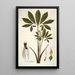 Arum helleborifolium - Nikolaus Joseph Freiherr von Jacquin — framed artwork on a wall