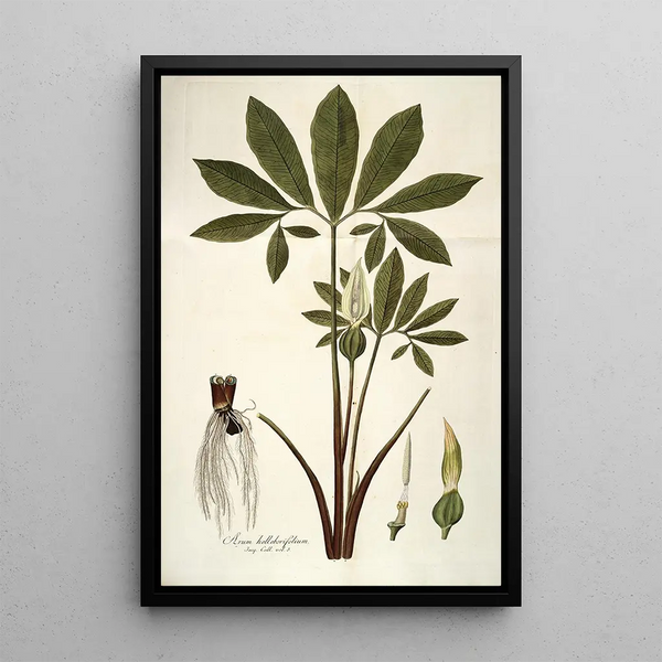 Arum helleborifolium - Nikolaus Joseph Freiherr von Jacquin — framed artwork on a wall