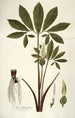 Arum helleborifolium - Nikolaus Joseph Freiherr von Jacquin — artwork view