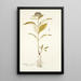 Asclepias citrifolia - Nikolaus Joseph Freiherr von Jacquin — framed artwork on a wall