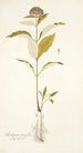 Asclepias citrifolia - Nikolaus Joseph Freiherr von Jacquin — artwork view