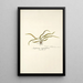 Asplenium angustifolium - Nikolaus Joseph Freiherr von Jacquin — framed artwork on a wall