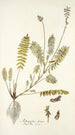 Astragalus hians - Nikolaus Joseph Freiherr von Jacquin — artwork view