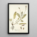 Astragalus hians - Nikolaus Joseph Freiherr von Jacquin — framed artwork on a wall
