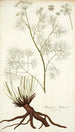 Athamanta matthioli - Nikolaus Joseph Freiherr von Jacquin — artwork view