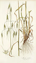 Avena sterilis - Nikolaus Joseph Freiherr von Jacquin — artwork view