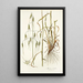 Avena sterilis - Nikolaus Joseph Freiherr von Jacquin — framed artwork on a wall