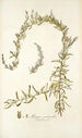 Axyris ceratoides - Nikolaus Joseph Freiherr von Jacquin — artwork view