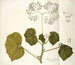 Begonia dichotoma - Nikolaus Joseph Freiherr von Jacquin — artwork view