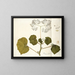 Begonia dichotoma - Nikolaus Joseph Freiherr von Jacquin — framed artwork on a wall