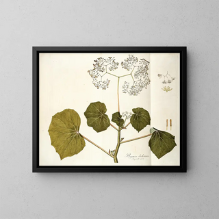 Begonia dichotoma - Nikolaus Joseph Freiherr von Jacquin — framed artwork on a wall