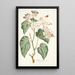 Begonia minor - Nikolaus Joseph Freiherr von Jacquin — framed artwork on a wall