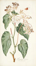 Begonia minor - Nikolaus Joseph Freiherr von Jacquin — artwork view