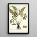 Blechnum occidentale - Nikolaus Joseph Freiherr von Jacquin — framed artwork on a wall