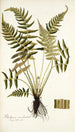 Blechnum occidentale - Nikolaus Joseph Freiherr von Jacquin — artwork view