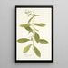 Borago zeylanica - Nikolaus Joseph Freiherr von Jacquin — framed artwork on a wall