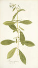 Borago zeylanica - Nikolaus Joseph Freiherr von Jacquin — artwork view