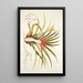 Bromelia humilis - Nikolaus Joseph Freiherr von Jacquin — framed artwork on a wall