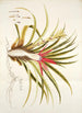 Bromelia humilis - Nikolaus Joseph Freiherr von Jacquin — artwork view