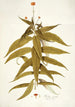 Budlea capitata - Nikolaus Joseph Freiherr von Jacquin — artwork view