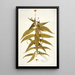 Budlea capitata - Nikolaus Joseph Freiherr von Jacquin — framed artwork on a wall