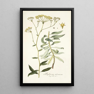 Nikolaus Joseph Freiherr von Jacquin - Bupleurum arborescens.webp