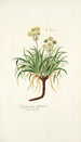 Bupleurum petraeum - Nikolaus Joseph Freiherr von Jacquin — artwork view