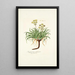Bupleurum petraeum - Nikolaus Joseph Freiherr von Jacquin — framed artwork on a wall