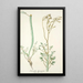 Cacalia laciniata - Nikolaus Joseph Freiherr von Jacquin — framed artwork on a wall