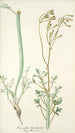 Cacalia laciniata - Nikolaus Joseph Freiherr von Jacquin — artwork view