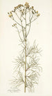 Cacalia peucedanifolia - Nikolaus Joseph Freiherr von Jacquin — artwork view